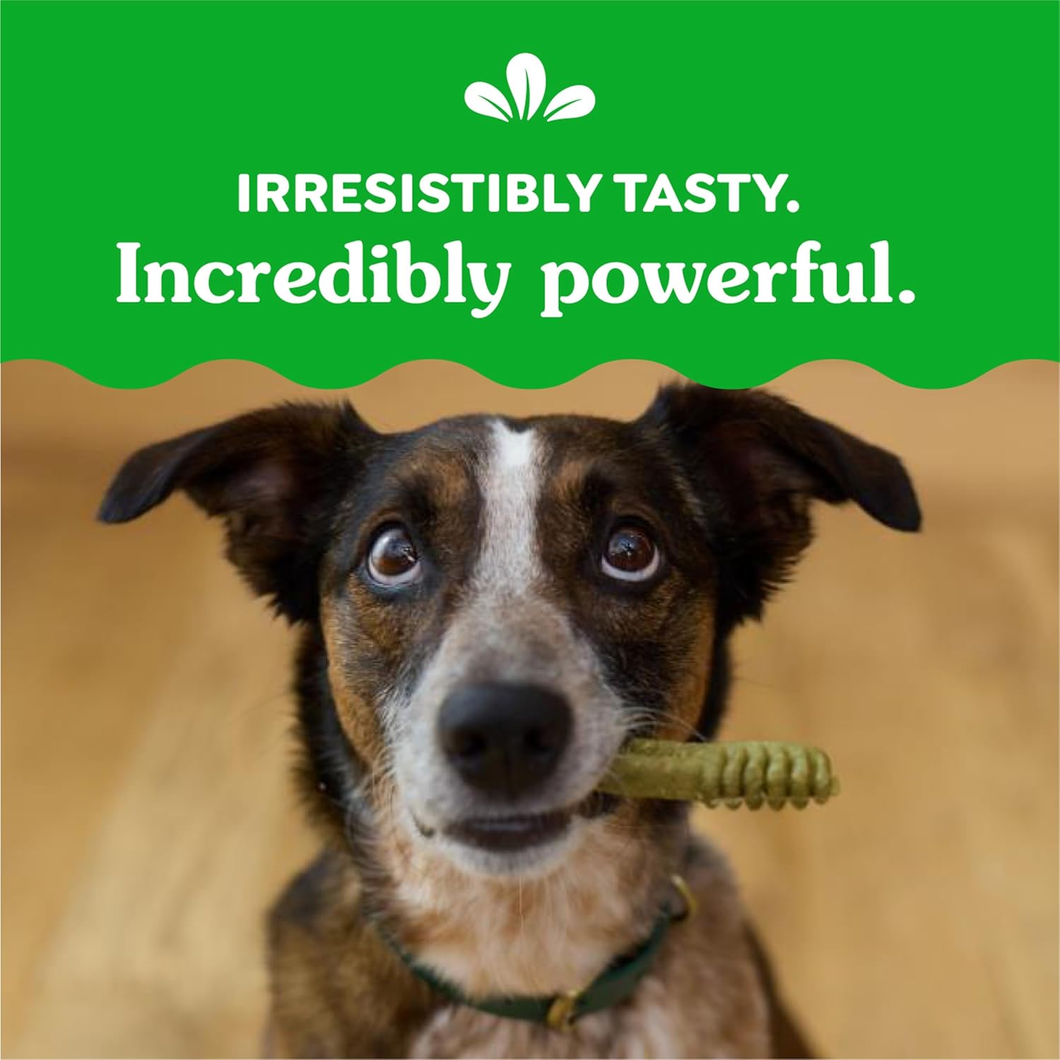 Original Regular Dental Dog Treats - 36 Oz Pack (36 Treats) for Fresh Breath and Healthy Teeth