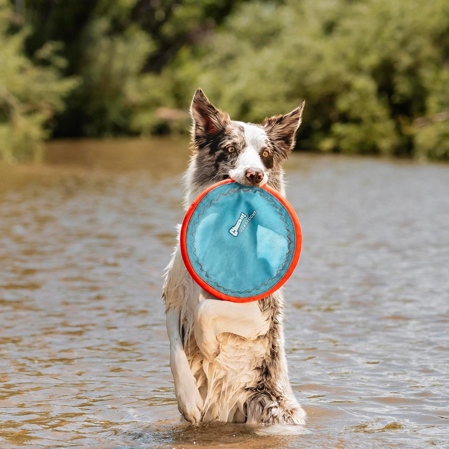 Paraflight Flying Disc Dog Toy - Water Floating Flyer - Durable Nylon Construction with Soft Rubber Edges - for Medium and Large Dogs - Size Large - 9.75" L X 9.75" W - Pack of 1
